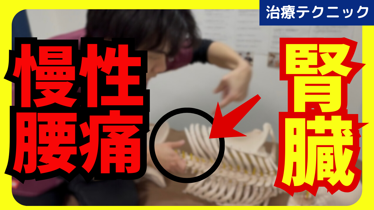 慢性腰痛の原因で特に多い腎臓のリリーステクニックをご紹介！！